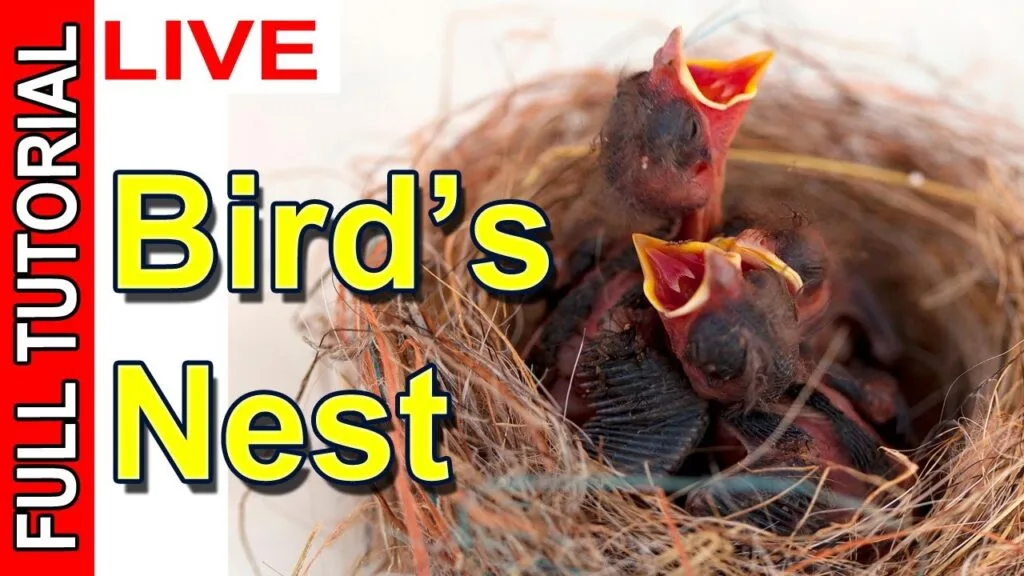 how to paint bird's nest
